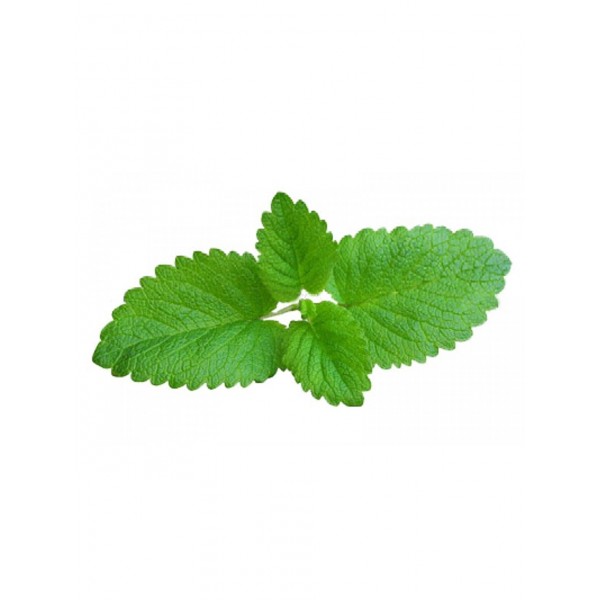 Triple Menthol E Liquid By Oh My God (OMG)